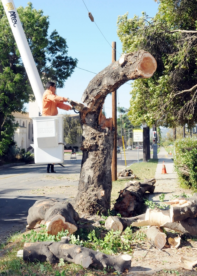 A sudden windstorm took Fillmore by surprise early Wednesday morning. The storm caused significant damage to
trees on First and Third Streets. Above, a large tree near the corner of Central Avenue and First Street had to be cut down by city workers. A shortage of city help required some meter readers to assist in the cleanup.