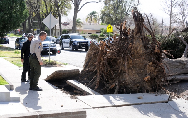 Tuesday afternoon, January 19th, Fillmore Fire and Police blocked off Central Avenue between 2nd and 3rd Street when the Santa Ana’s topple an 85-foot tree, blocking the road from curb to curb. The tree’s roots broke through the sidewalk in the 35-50 mph gusts. Fortunately, no injuries or damages other than the sidewalk were reported at the scene. 