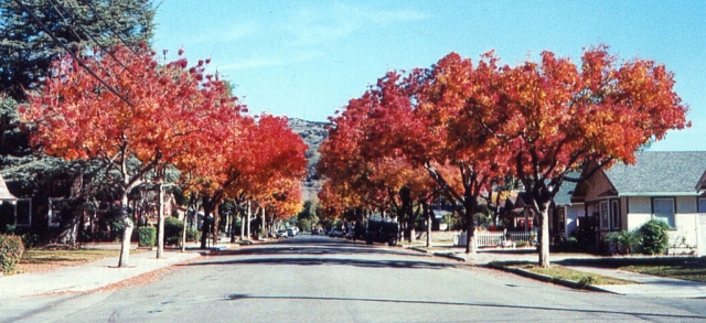 The trees on second street changing color. Photo submitted by Bob Kellogg. Do you have pictures of people, places or things related to Fillmore, Piru or Bardsdale? Want them published in The Gazette? Please send pictures (with a caption) via email to mail@fillmoregazette.com or via carrier pigeon to The Fillmore Gazette, 408 Orchard Street, Fillmore, CA 93015.