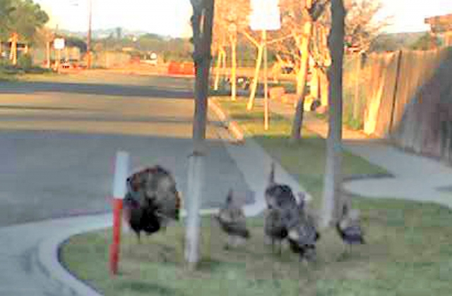 There were eight turkeys in the group; who gets the drumstick?