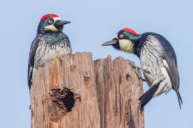 "Acorn Woodpeckers" by Photographer John Hannah