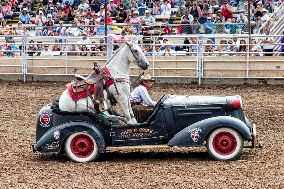 Mustang in a Limo. Mustang took a turn around the ring in the Good N Broke Limo at the Ventura County Fair Rodeo. Professional Rodeo Cowboys Assoc. Rodeo photos courtesy Bob Crum.