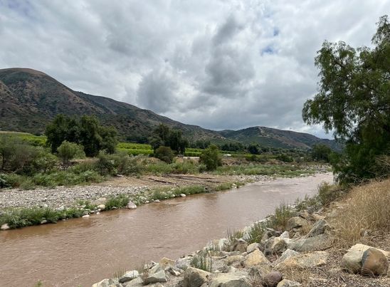 Sespe Creek is flowing again after the weekend rains from Hurricane Hilary. The storm brought 2-inches to the valley, and 4-inches to the area mountains. The Sespe is a stream, some 61 miles long that starts at Potrero Seco in the eastern Sierra Madre Mountains, and is formed by more than 30 tributary streams of the Sierra Madre and Topatopa Mountains, before it empties into the Santa Clara River in Fillmore. The 31 miles of the creek is designated as a National Wild and Scenic River and National Scenic Waterway, and is untouched by dams or concrete channels. It is one of the last wild rivers in Southern California, and lies primarily within the southern Los Padres National Forest.