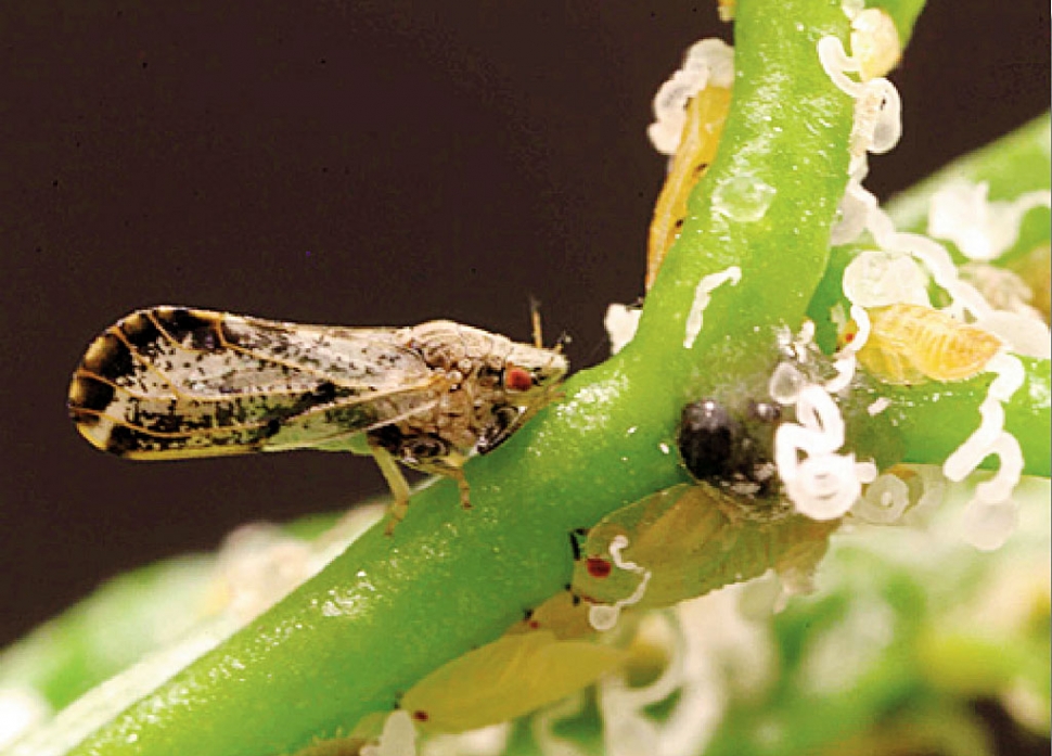 Asian Citrus Psyllid