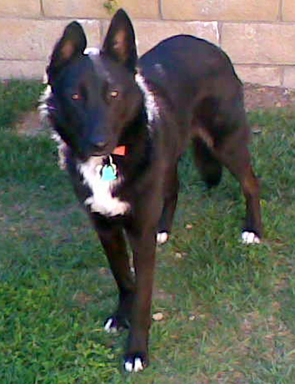 Female Australian Shepherd/Lab Retriever, black with white chest, medium to large size, brown eyes. Baby is
chipped and is missed by the family. If you have any information or have found her please call 805-300-0718
or 524-3588. Thank you.