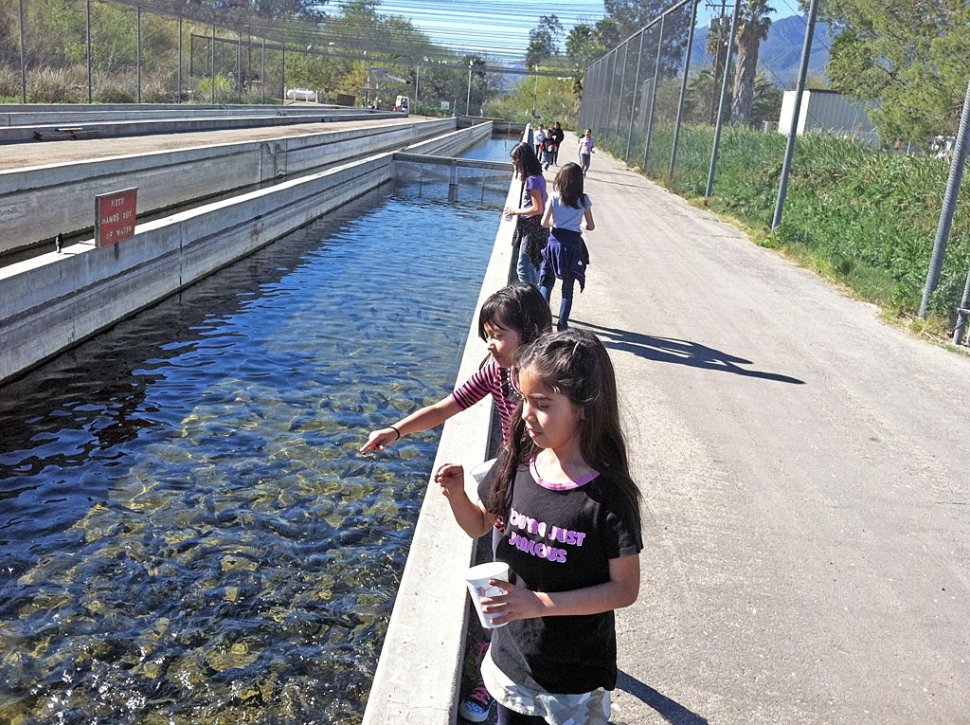 Buddy Escoto, Fillmore Club Director of the Boys & Girls Club of Santa Clara Valley took 10 students to the Fillmore Fish Hatchery. The group was excited and 7 of the students had never been there before. They all got to feed the fish and it was exciting. On the way home they stopped at McDonalds for a treat. It was a great afternoon out!