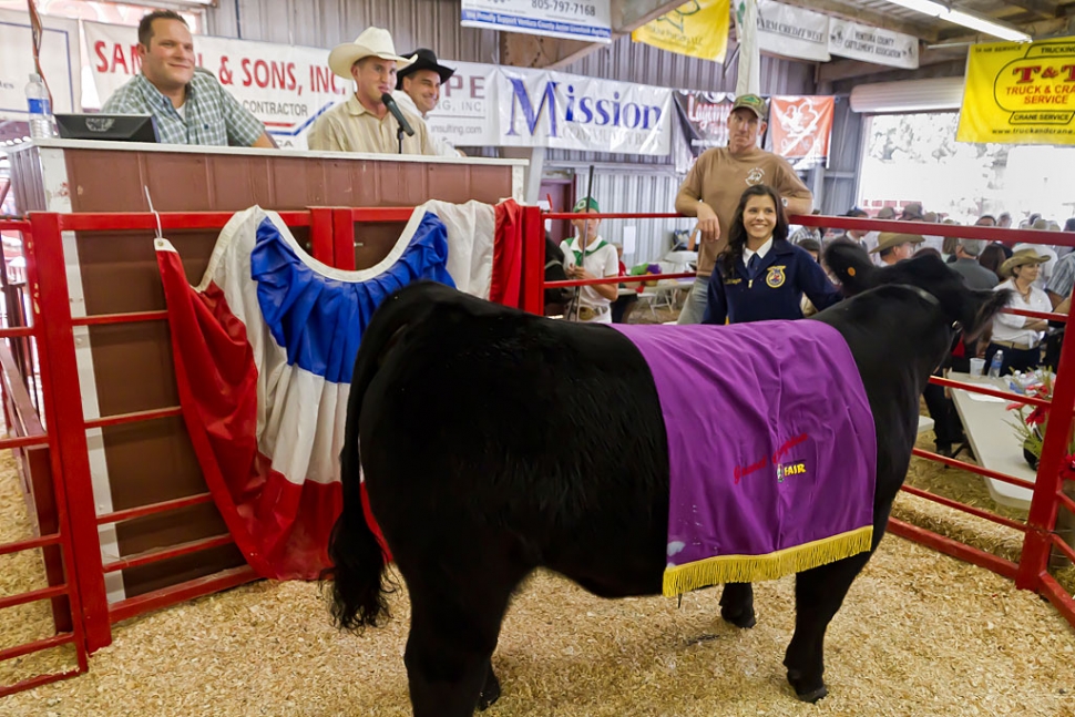 Breanna Berrington, Fillmore FFA, raised a 1,342 lb market steer that won FFA Grand Champion and overall Grand Champion. “Bentley” fetched $25/lb, $33,550.