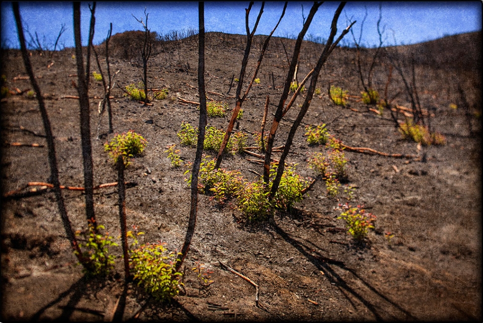 Brian Stethem, a fine art photographer from Fillmore, has traveled throughout the world documenting diverse places through the lens of his camera. For this show, however, he is featuring a series of photographs of the areas burned in the Springs Fire.