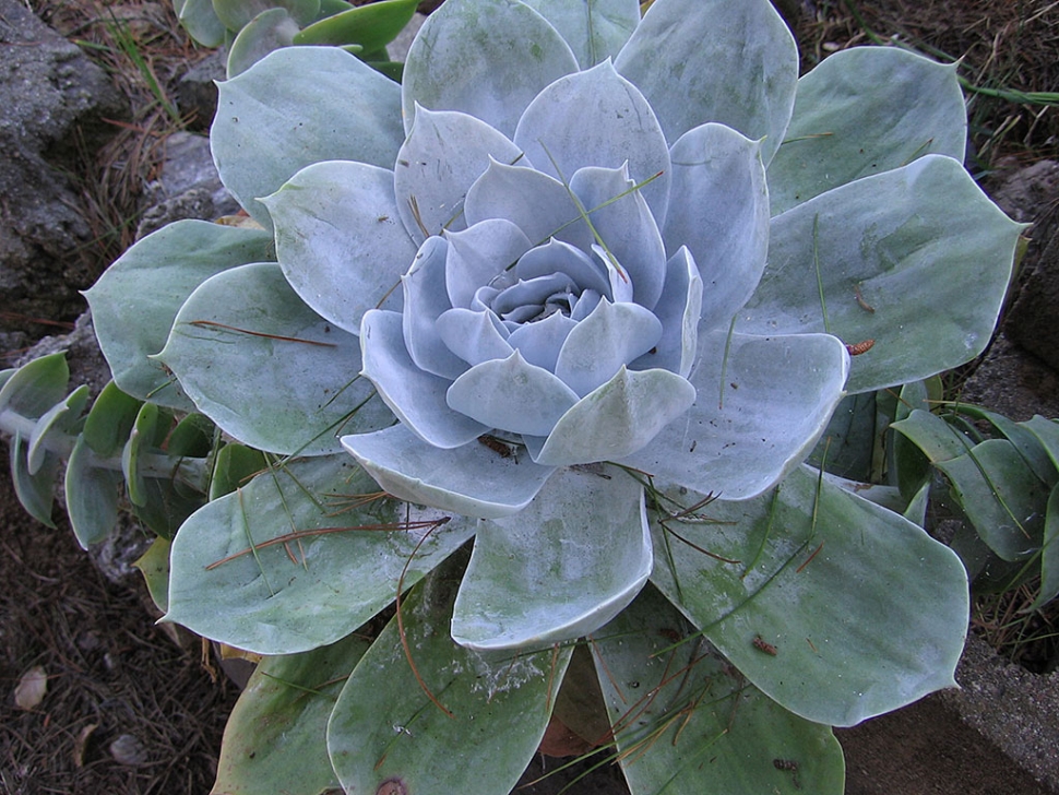 Chalk Dudleya by Sally Hoover.