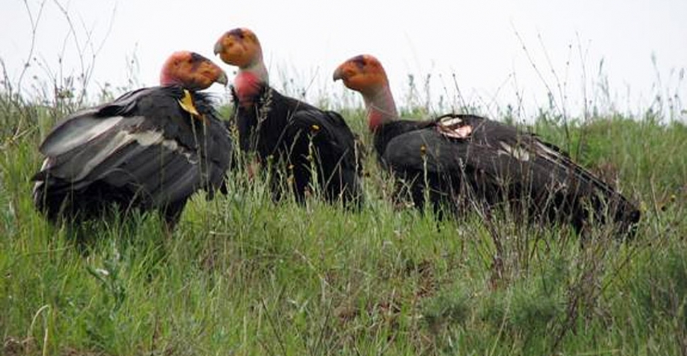 Condors are always threatend by digesting bullets and other discarded items.