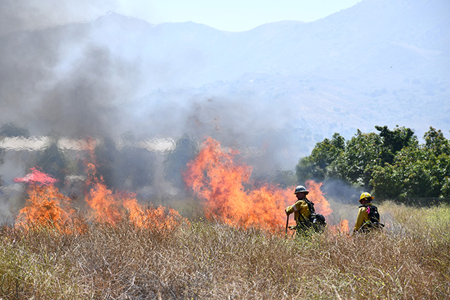 On Thursday, June 4, on the west end of the city, the Ventura County Fire Department, in conjunction with the Fillmore Fire Department, conducted a controlled burn grass fire in support of a weeklong wildland fire safety class. The class consisted of 32 hours of classroom and field experience. The intent of the class was to teach firefighters how to properly and safely introduce fire to assist in controlling an actual wildland fire. The class was attended by 30 students with a total of 80 personnel on-site for the live fire exercise. Photo credit Angel Esquivel.