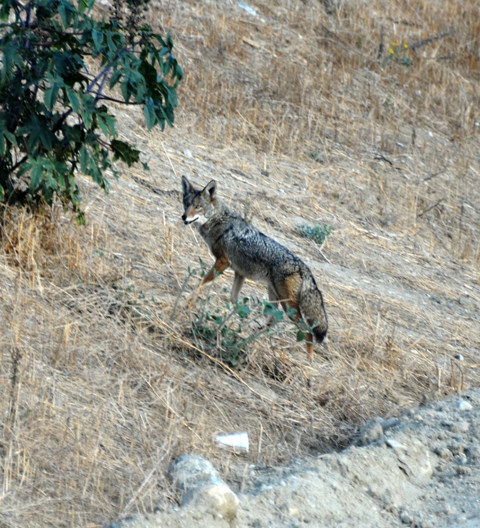 (Publisher's note) While parked on the southern side of the new bridge to take some photos, Wile E. Coyote trotted past in front of me, across the new road and down the railroad tracks, headed east. She looked to be in great condition. We in Fillmore sometimes forget we're located in a wild animal habitat. It's good to know - but keep your cats and dogs in a safe enclosure, Wile E. has to eat too.