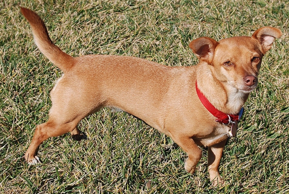 Millie - Female dachshund/Chihuahua mix, 1-2 years old, brown with golden-brown eyes, weight 10.63 pounds.  Spayed with shots. Very affectionate, well-behaved dog.  Loves human companionship.  Makes a great lap dog.  Very friendly with everyone, including cats.  Loves the sun, but hates the cold, and loves to ride in the car.