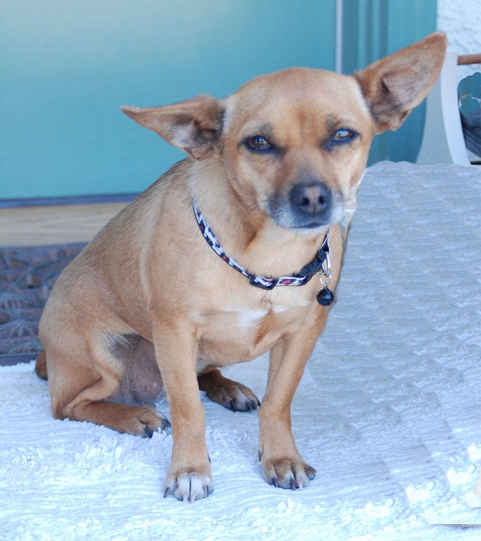 Minnie - Female Chihuahua, 1-1½ yrs old, golden brown, weight 8 pounds.  Spayed with shots.  Timid little dog that just wants some love, and will aim to please.  Would make great companion.  Loves the sun and the outdoors as well as indoors.  Potty trained.