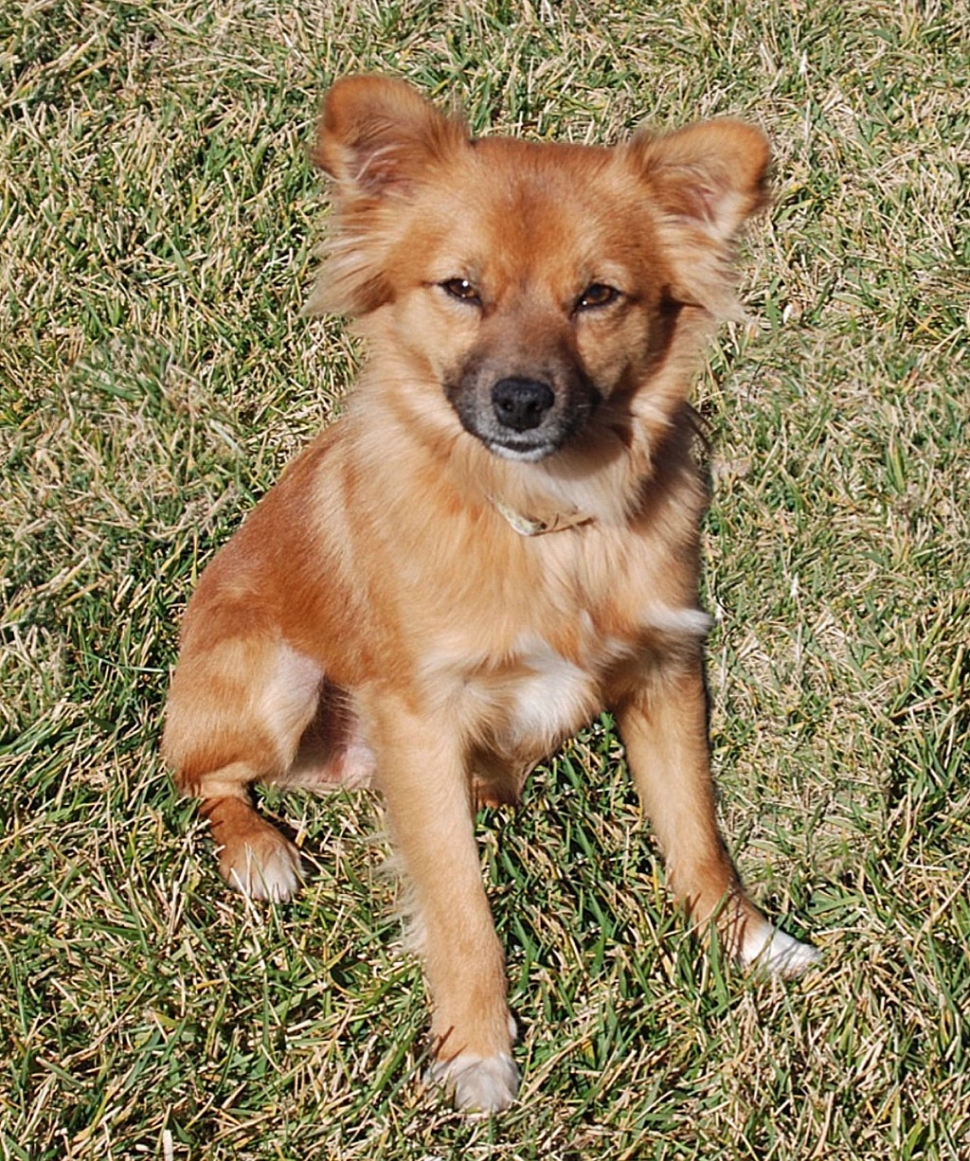 Wylie - Male, 1-1½ yrs old, medium long hair, golden brown with white front paws, weight 10 pounds.  Neutered with shots.  Very agile, playful dog.  Very friendly with everyone.  Potty trained.