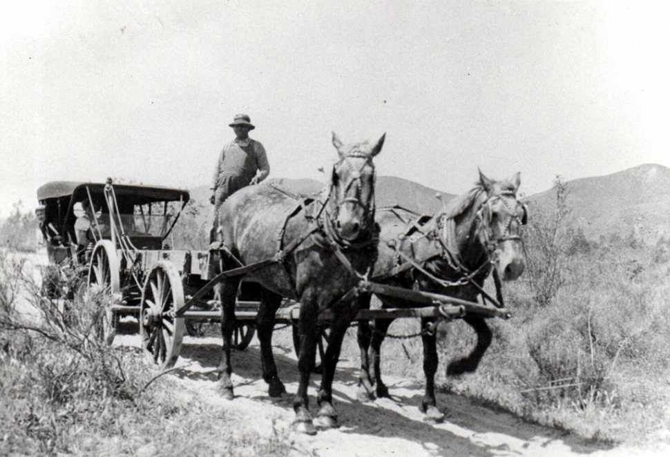 Horse rescuing a horseless carriage.