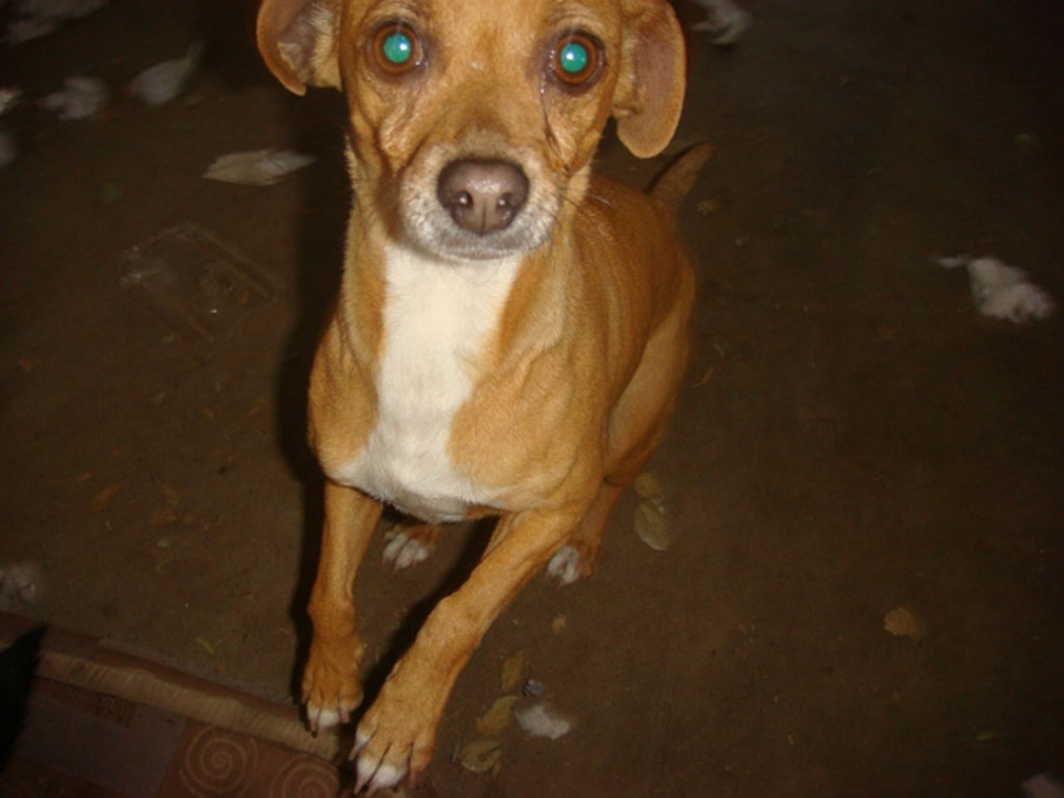 Found:  Small female fawn-colored chihuahua on Superbowl Sunday, near C Street in Fillmore.  She is well-fed, weighs about 10 pounds or so, has white on chest and some white on paws.  Call (805) 218-8517 if you think this is your missing dog!  She is an escape artist and tries to run out the door every chance she has.  Some family must be missing this little sweet dog.  She is adorable.