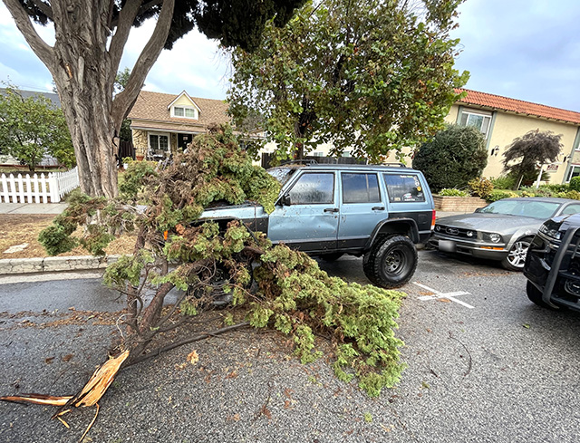On Thursday, October 22, at approximately 7:44 a.m., the Fillmore Police Department and Fillmore City Fire Department responded to the 500 block of Central Avenue after a tree branch fell onto an unoccupied parked vehicle during strong winds. The high wind gusts reached 20.4 MPH the night before, along with heavy rain. No injuries were reported. Photo credit Angel Esquivel.