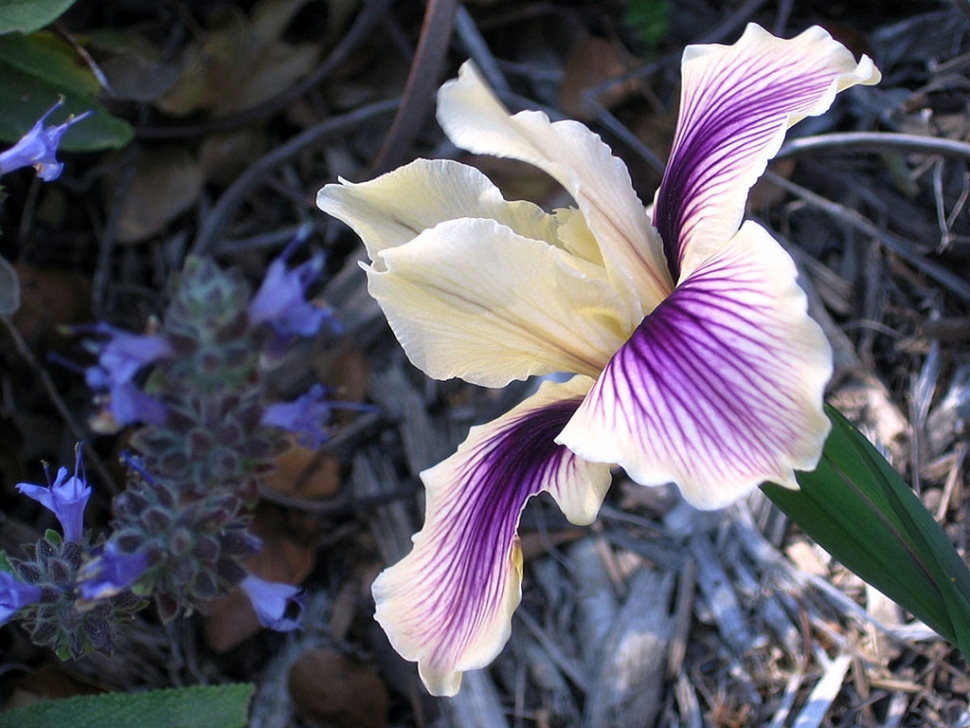 Iris Douglasiana Hybrid by Sally Hoover.