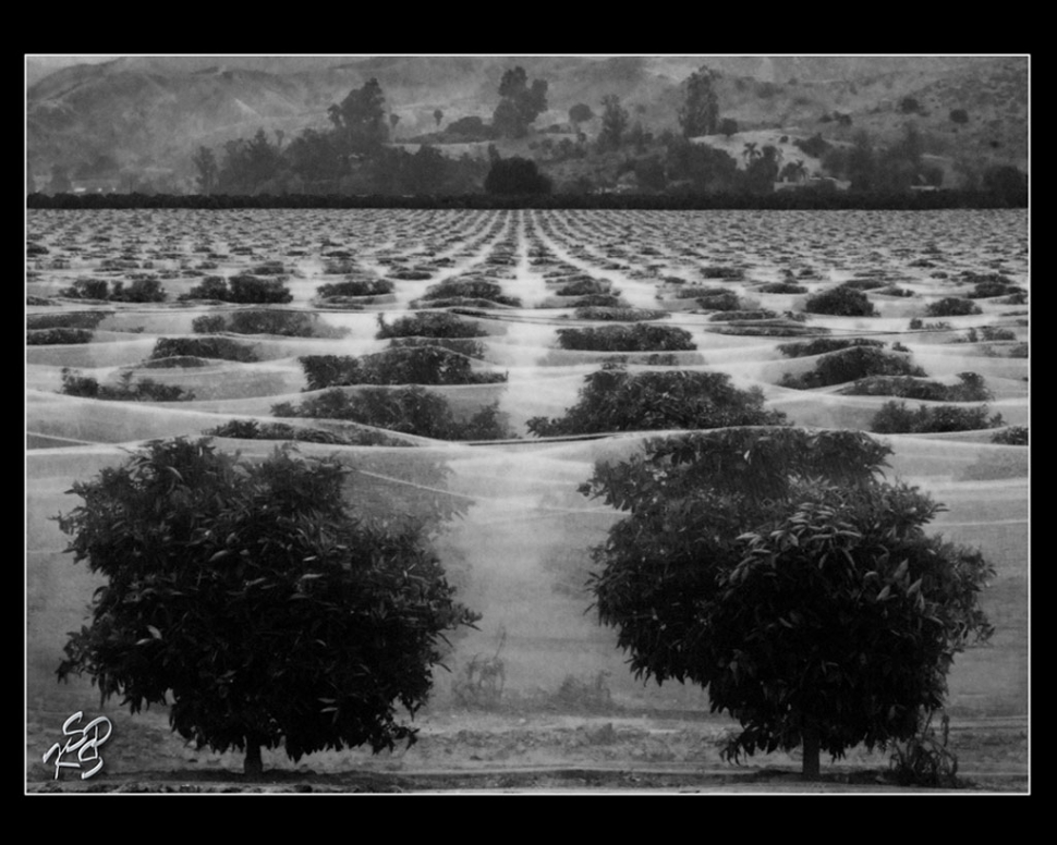 'Wrapped Trees' Landscape by Carmelita Miranda.