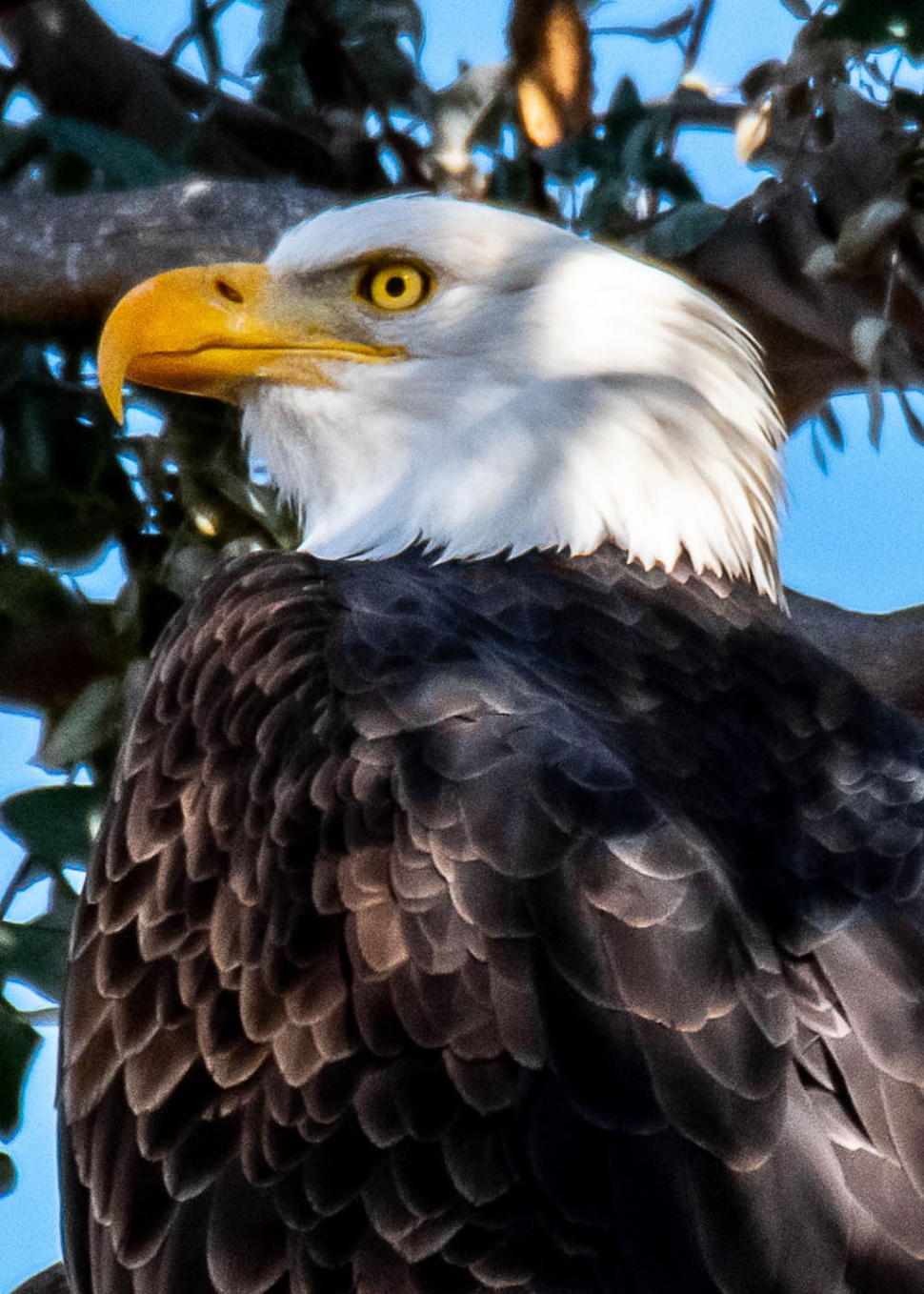 Photograph by Photographer Bob Massey.