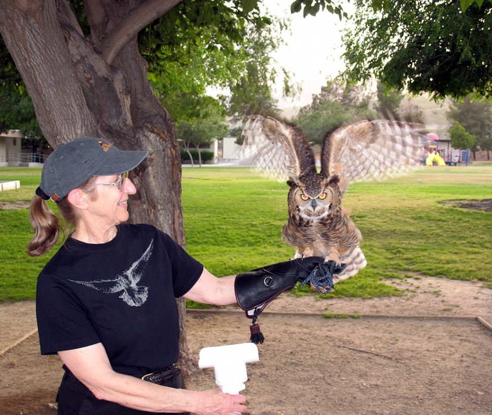 A volunteer from the Ojai Raptor Center holds a barred owl.