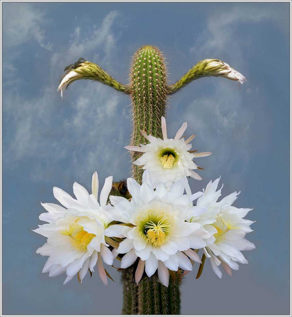 "Cactus Wonder Of Nature" by Photographer Ines Roberts.