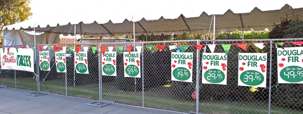 Fresh Christmas trees are waiting for you at St. Francis Church, C Street and Highway 126.