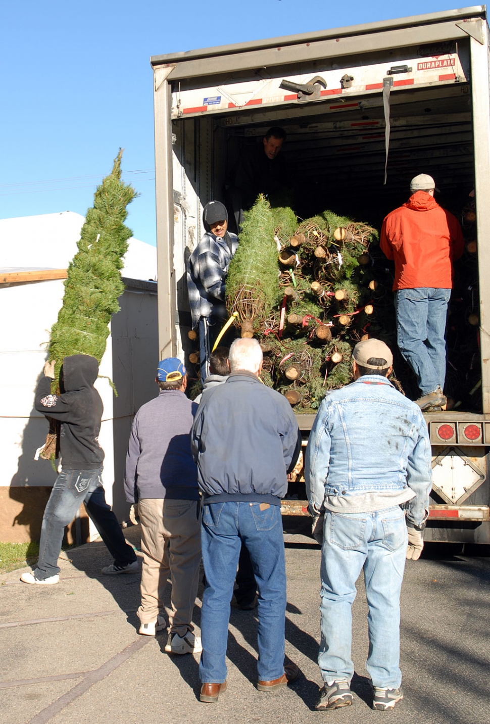 They’re fresh! They’re green! They’re for sale! Fresh Christmas trees are for sale at St. Francis of Assisi Church. Shown are volunteers unloading the tree truck.