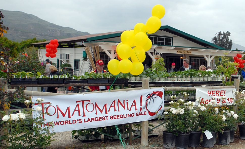On Saturday, April 10th, Otto & Sons together with Tomatomania held a class on the proper way to take care of tomatoes. The event was a huge success.