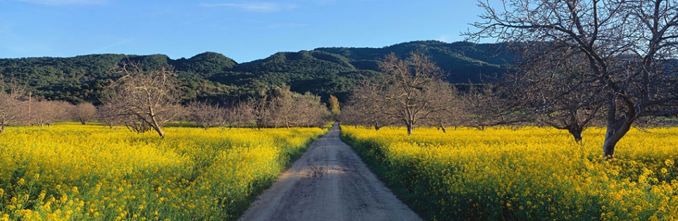 Ojai 