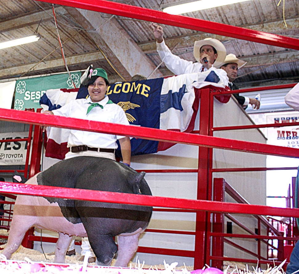 Rachel Lucio, 13, accomplished something of a rarity. The 4-H Reserve Champion pig that she raised was her first entry at the Fair. It’s not often that first timers win such an award. Rachel’s surprise is an understatement. Her pig weighed in at 256 pounds. At the auction, Rachel’s pig fetched $5.75 a pound. Her plans for the money? First, payback mom for money advanced and save the rest for culinary school. Rachel aspires to be a pastry chef.