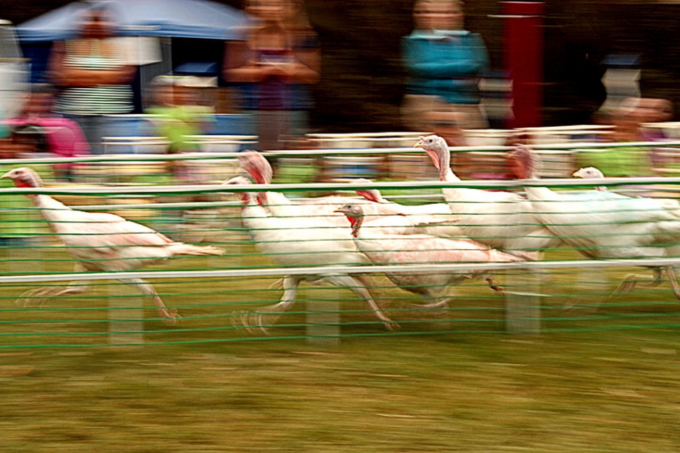 The Turkey Stampede.