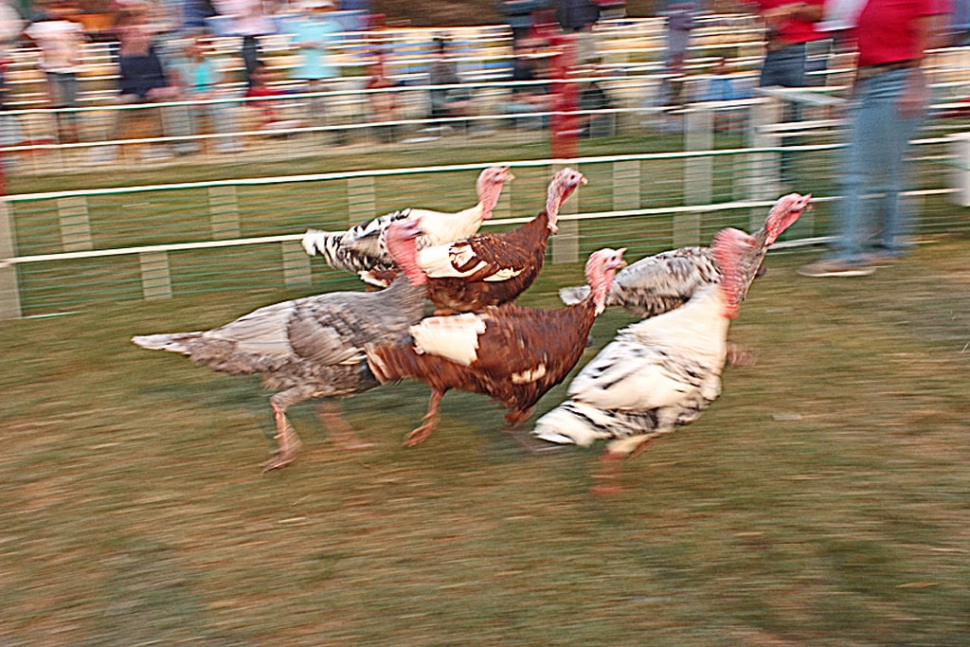 Stampeding turkeys.