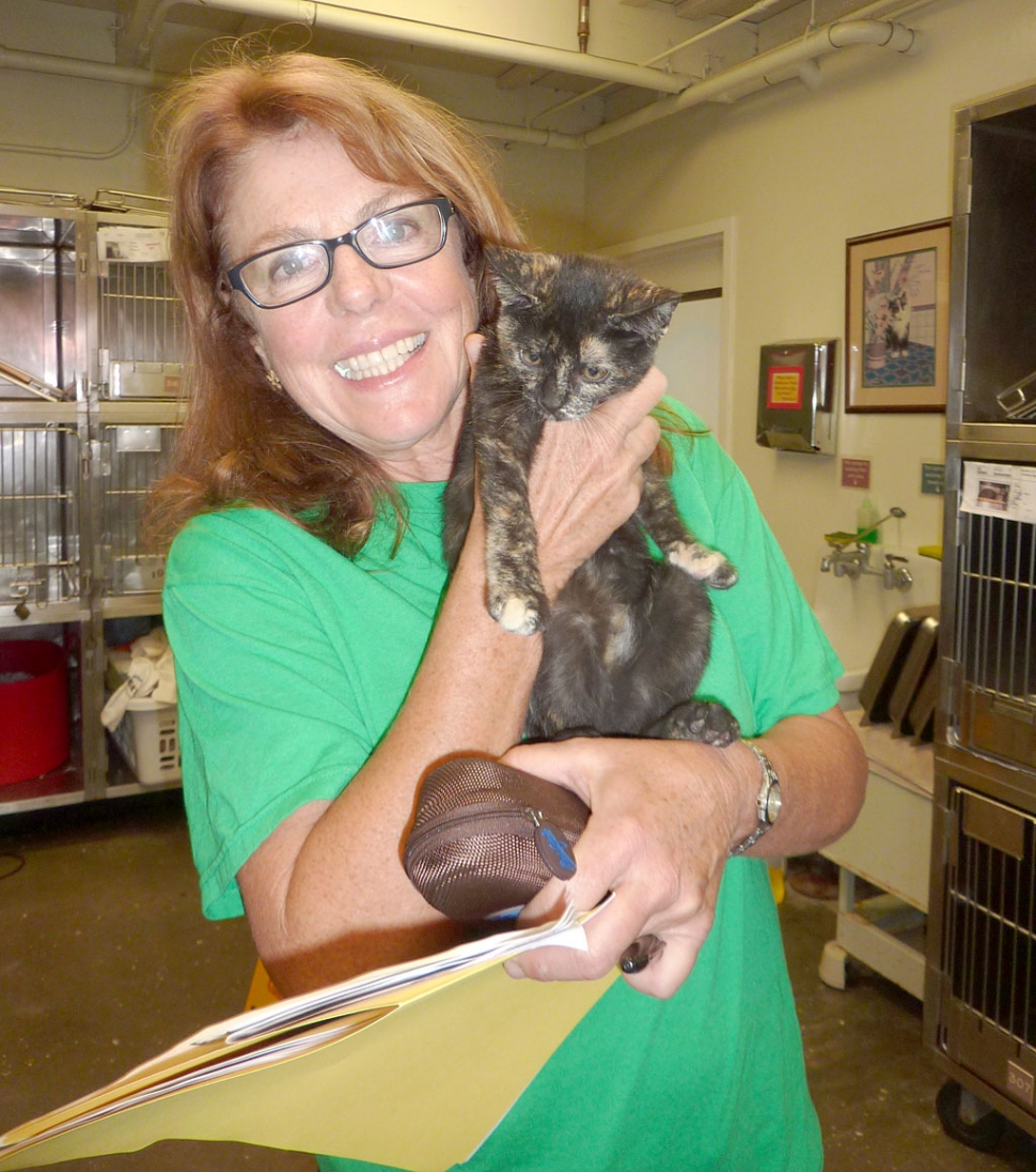 Nancy Vaniotis, VCAS Volunteer and former County of Ventura employee, shows off a kitten available for adoption at the Camarillo animal shelter.