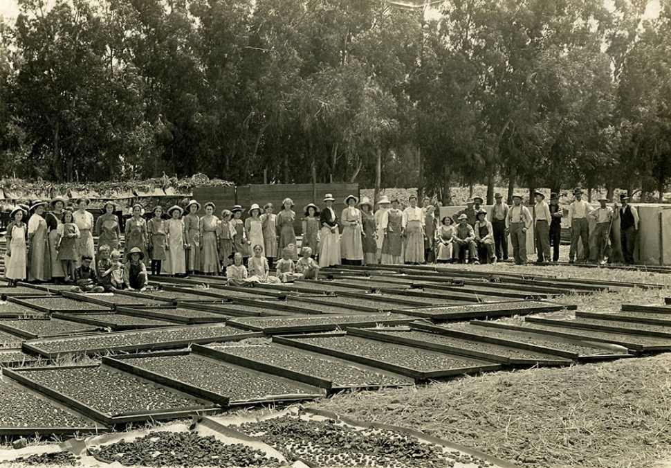 Apricot drying circa 1900.