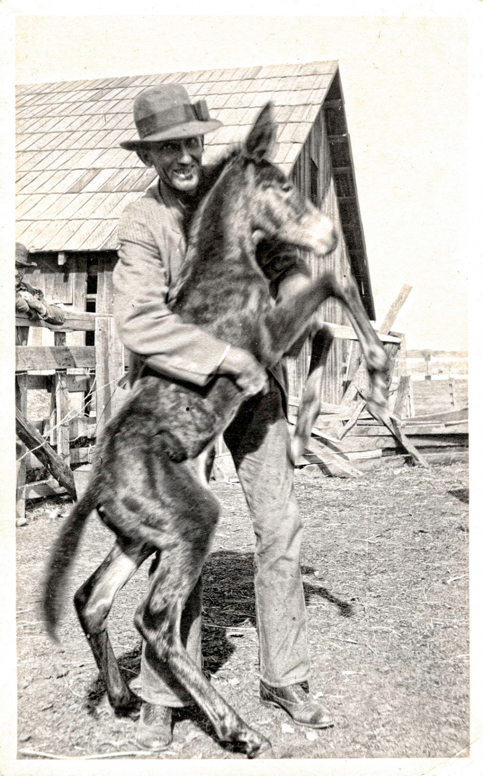 Colt, from The Vernacular Bestiary, John Nichols Collection