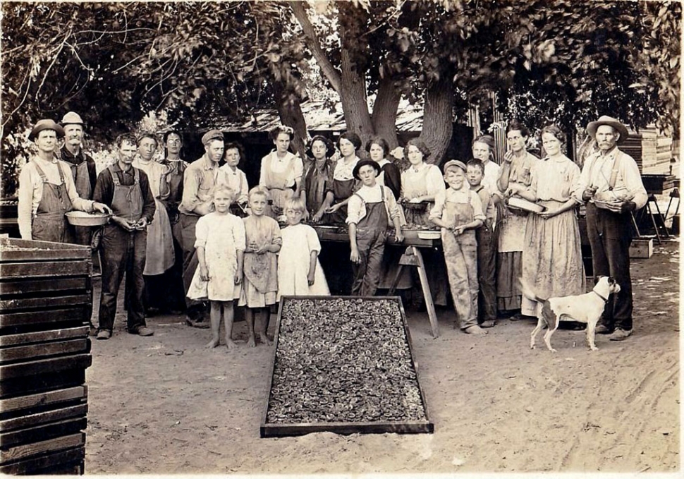 Apricot drying at E.B. Turner Ranch, Sespe. Photos courtesy Fillmore Historical Museum.