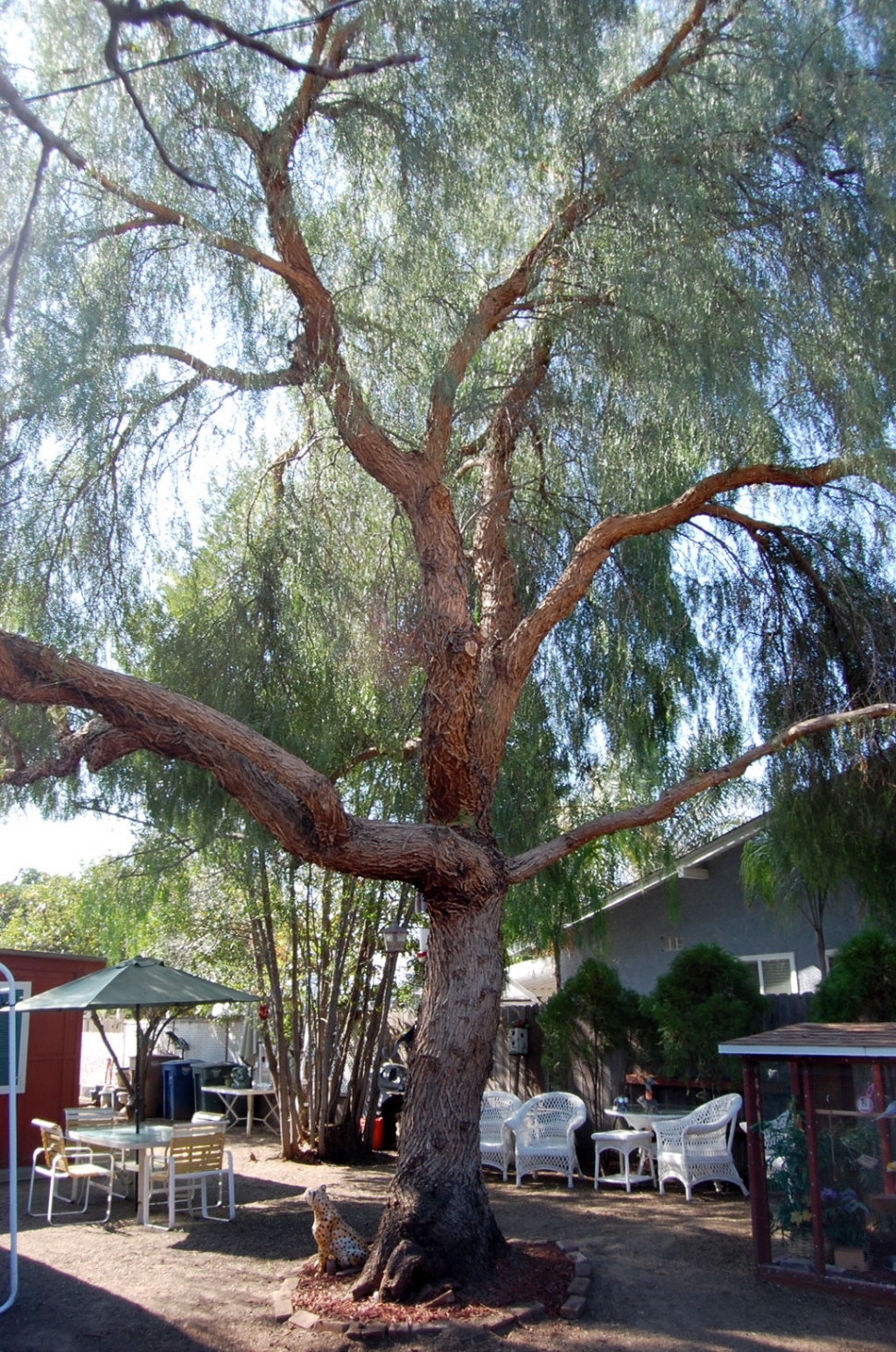 Fifteen years ago, the tree split in two and it was advised to remove it. The current owners carefully nurtured a sprout coming up from the remaining roots, and here it is today. 