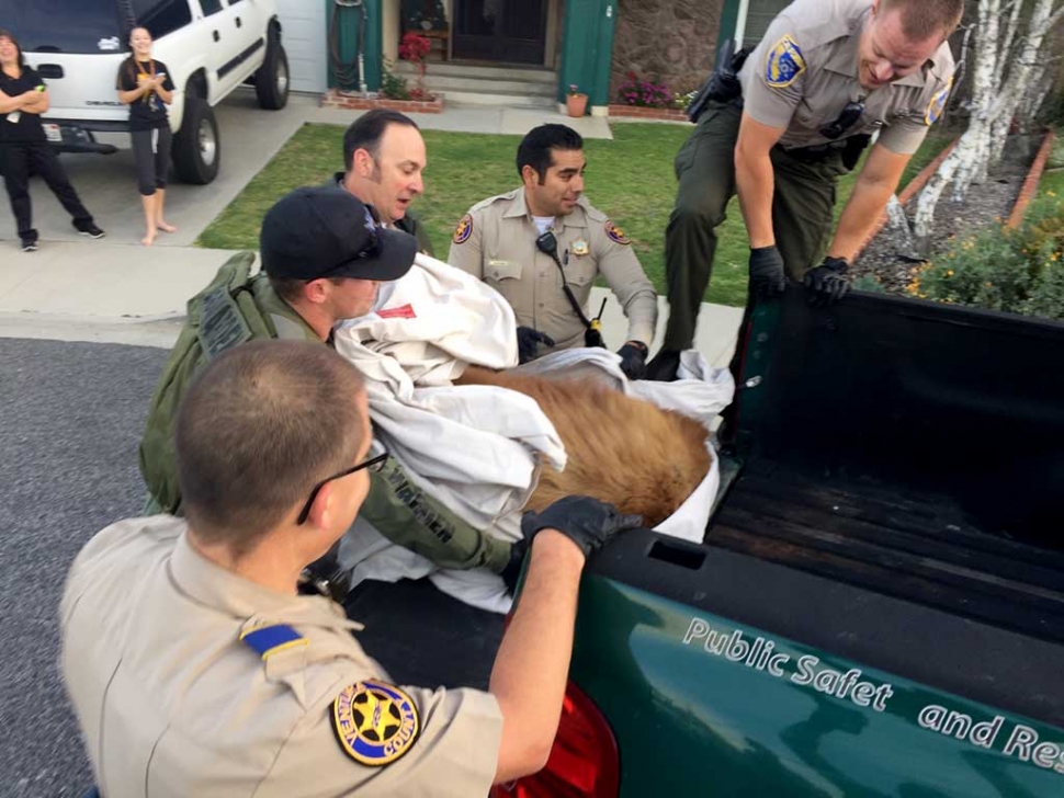 A black bear decided to make itself at home in the backyard of a house on Valley Vista and Fourth Street last week. On Thursday, April 21st, the homeowner called the authorities about a large bear that had made its way onto their property. Ventura County Sheriffs and Fish & Game Wardens responded, tranquilizing the animal and relocating it back into the wilderness. It was a happy ending for everyone, including the bear. Photo courtesy
Ventura County Sheriff Department.