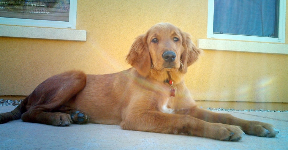 Lost dog named "Bear." This is a baby picture, he's much bigger now.