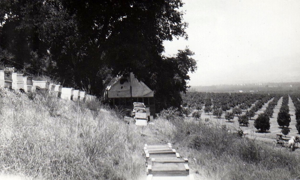 Beehives in Bardsdale. 