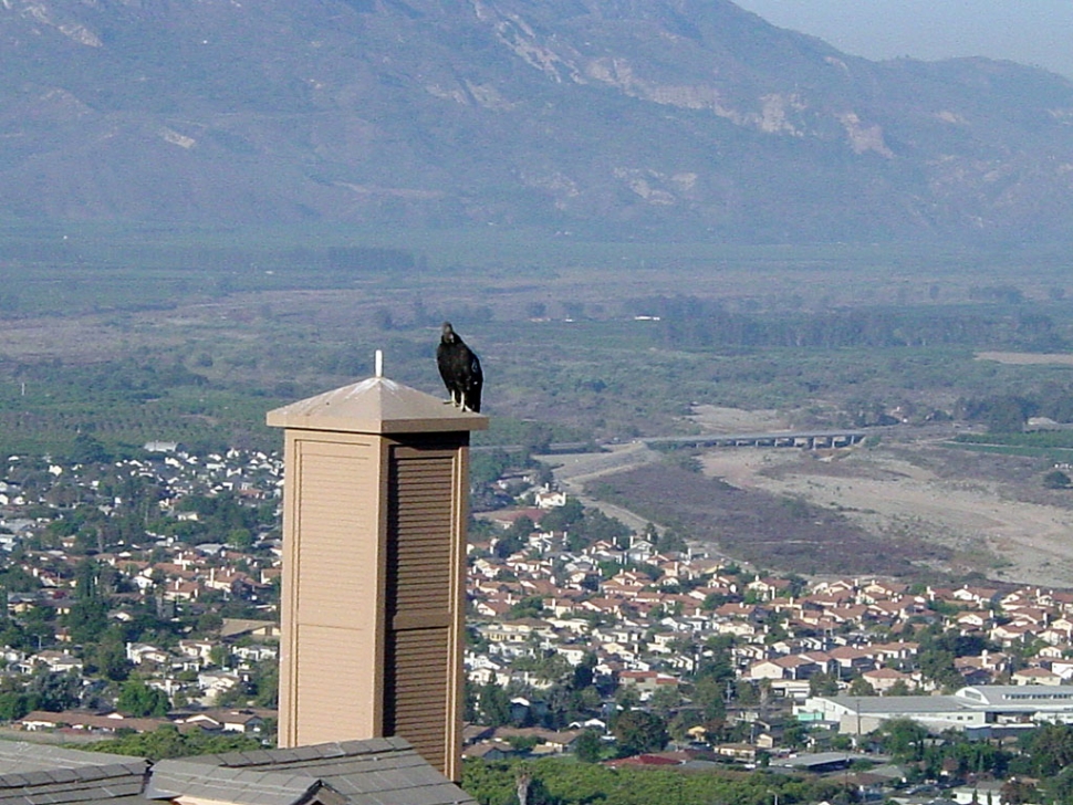 California Condor.