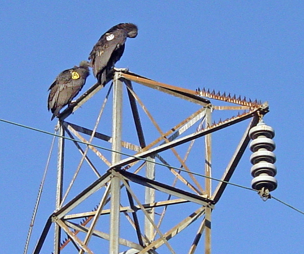 2 Condors.