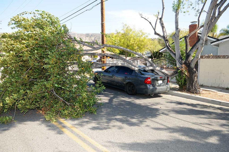 A large limb broke and fell on a parked car at Mountain View and Casner early in the week. No one was in the car at the time.