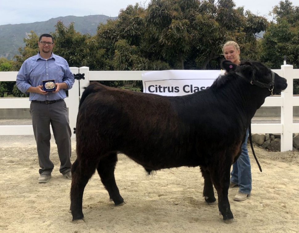 This past Saturday, May 18th, at the Fillmore Equestrian Center, Simoore Grange hosted the first Annual Citrus Club Livestock Show. It was attended by local youth of all ages who are planning on taking their livestock to the Ventura County Fair this August to practice as well get feedback on their animals. Pictured above is Kodi Sieben of Fillmore FFA who was named Steer Senior Showmanship Winner. Photos courtesy Taylor Lindsay.
