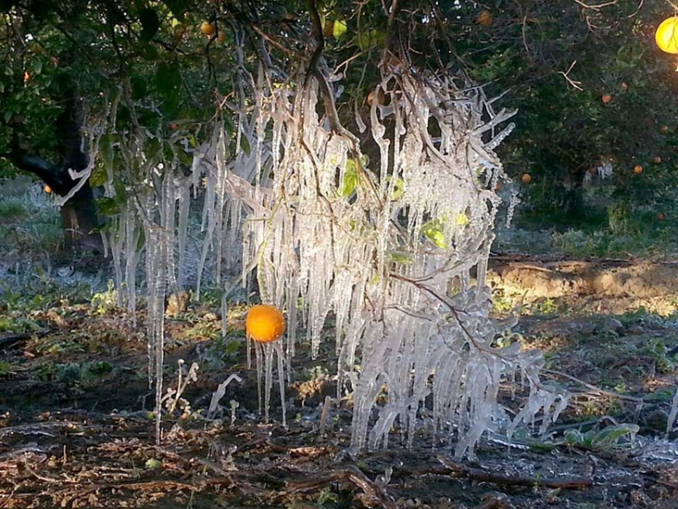 A freeze warning remained in effect during the week, with the first one being issued late last Friday. The warnings usually take place between midnight and 9:00am. At least two hours of temperatures fell to between 29- and 32-degrees. Impacts include damage to sensitive plants and harm to outdoor pets. A freeze warning means temperatures 29 and 32 for two or more consecutive hours are imminent. Protective measures to save crops and sensitive vegetation should be taken. Vulnerable animals and pets should be kept indoors, in a house or barn. A winter freeze hit much of the Ventura County over the 2014-15 New Year’s weekend, including Fillmore orchards. This orange tree on Grand Avenue showed the extent of the damage back in January 2015. Photo Courtesy Fechtner Farm.