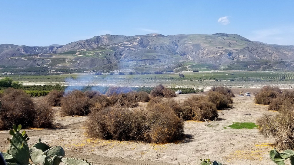 On Friday afternoon, April 3rd on Guiberson Road going towards Piru, small clouds of smoke were seen from Highway 126. Turns out it was a controlled orchard burn to clear the way for new trees.
