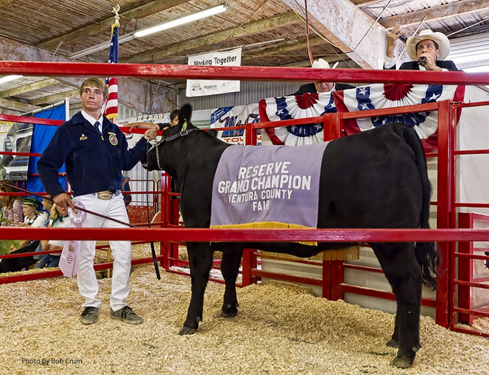 Micah Chumley, 16, Fillmore FFA, stands with “Kevin” replacement heifer who also won Reserve Grand
Champion at the Ventura County Fair. Several Fillmore kids participated in this year’s auction.