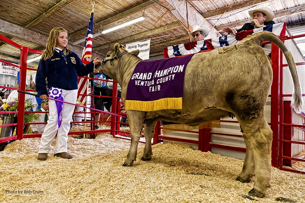 Macie Wokal 14, Fillmore FFA, stands with her replacement Heifer “Little Bo Peep”. Wokal’s And Macie’s heifer was awarded FFA Grand Champion Replacement Heifer.